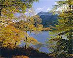 Autumn trees at Ullswater, Lake District National Park, Cumbria, England, United Kingdom, Europe