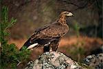 Portrait of a golden eagle, Highlands, Scotland, United Kingdom, Europe