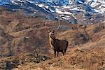 Portrait d'un cerf élaphe, Highlands, Ecosse, Royaume-Uni, Europe