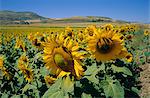 Sonnenblumen, Andalusien (Andalusien), Spanien, Europa