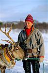 Reindeer sledging, Roros, former copper town, Norway, Scandinavia, Europe