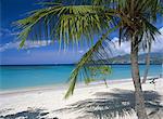 Palm tee and beach, Grand Anse beach, Grenada, Windward Islands, Caribbean, West Indies, Central America