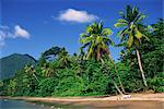 Palm lined beach, Dominica, West Indies, Caribbean, Central America