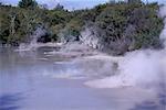 Vapeur et propagation de piscines de boue dans l'espace thermal, Rotorua, Pacific, South Auckland, North Island, Nouvelle-Zélande