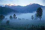 Farm in mist below Fox Glacier, Westland, west coast, South Island, New Zealand, Pacific