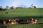 Cattle, south of Bray, County Wicklow, Leinster, Eire (Republic of Ireland), Europe