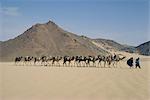 Tuareg and wife leading camel train through the desert near Djanet, Algeria, North Africa