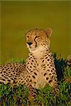 Cheetah (Acinonyx jubatus), Okavango Delta, Botswana, Africa