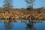 Tranquil scene of a group of impala (Aepyceros melampus) drinking and reflected in the water of water hole, Kruger National Park, South Africa, Africa