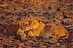 Lioness and cub, Okavango Delta, Botswana, Africa