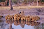 Lion (Panthera leo) at water hole, Okavango Delta, Botswana, Africa