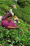 Portrait of an Indian woman plucking (picking) leaves from a tea bush in a tea garden or plantation, on slopes high in the Western Ghats near Munnar, Kerala, India, Asia