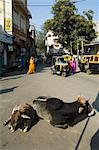 Holy cows on streets of Dungarpur, Rajasthan, India