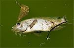 Dead fish, Costa Rica, l'Amérique centrale