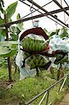 Transporting bananas from plantation, Costa Rica, Central America