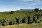 Coffee plantations on the slopes of the Poas Volcano, near San Jose, Costa Rica, Central America