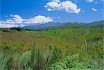 Les montagnes Outeniqua, Route des jardins près de Knysna, Province du Cap, Afrique du Sud, Afrique