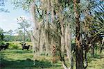 Spanish Moss growing in trees near Fort Myers, Florida, United States of America, North America