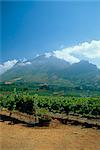 South Africa, Cape Winelands. Vineyards near Stellenbosch