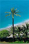 Palm trees and Baie des Anges, Nice, Cote d'Azur, Alpes-Maritimes, Provence, France, Europe
