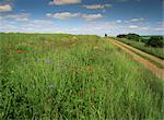 Landscape near Clecy, Basse Normandie (Normandy), France, Europe