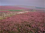 Moors près Grinton:, Yorkshire, Angleterre, Royaume-Uni, Europe
