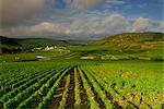 Landscape of vineyards and hills near Beaune, Burgundy, France, Europe