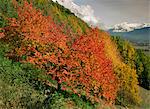 Tree with red autumnal foliage, near Chambery, Savoie, Rhone Alpes, France, Europe