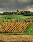 Vineyards near Lons le Saunier, Jura, Rhone Alpes, France, Europe