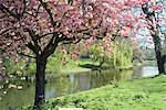 Blossom, Regents Park, London, England, United Kingdom, Europe