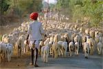 Bergers et troupeaux de moutons, Rajasthan, Inde