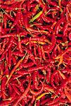 Red chilli peppers, Rajasthan, India
