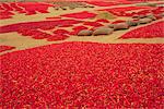 Picked red chilli peppers laid out to dry, Rajasthan, India