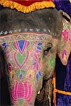 Decorated elephant, Rajasthan, India