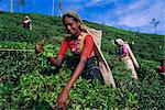 Harvesting tea, hill country, Nuwara Eliya, Sri Lanka, Asia