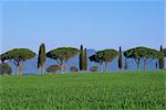 Landscape of green field, parasol pines and cypress trees, Province of Grosseto, Tuscany, Italy, Europe