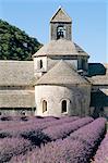 Abbaye de Senanque, Vaucluse, Provence, France, Europe