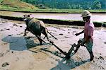 Farmer ploughing flooded rice field, central area, island of Bali, Indonesia, Southeast Asia, Asia