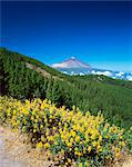 Mount Teide and pine trees from Mirador Ortuno, Parque Nacional del Teide, Tenerife, Canary Islands, Spain, Atlantic, Europe