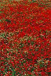 Poppy field in spring, Milos, Cyclades islands, Greece, Mediterranean, Europe