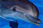 Gros plan d'un dauphin, Loro Parque, Puerto de la Cruz, Tenerife, îles Canaries, Espagne, Europe