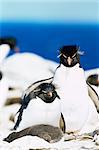 Family of rockhopper penguins (Eudyptes chrysocome chrysocome) hugging, Sea Lion Island, Falkland Islands, South Atlantic, South America