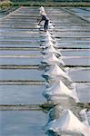 Collecte de sel dans les marais salants, Fier d'Ars, Ile de ré, Charente Maritime, France, Europe