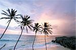 Vier Palmen an Küste, Barbados, Antillen, Karibik, Mittelamerika