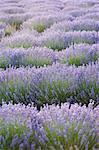 Lavender Field, Sault, Luberon, France