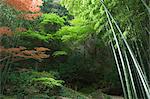 Forêt de bambous, le jardin du temple Hokokuji, Kamakura, Kanagawa prefecture, Japon, Asie