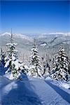 Snow covered pins Demanovska vallée, Basses Tatras, Slovaquie, Europe