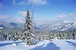 La neige couvertes de pins forme un motif régulier le long d'un sentier Demanovska vallée, Basses Tatras, Slovaquie, Europe