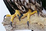 Gros plan des pieds et des griffes d'un aigle à tête blanche (Haliaetus leucocephalus), Alaska, États-Unis d'Amérique, l'Amérique du Nord