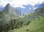 INCA terrasses et ruines, Machu Picchu, patrimoine mondial de l'UNESCO, au Pérou, en Amérique du Sud